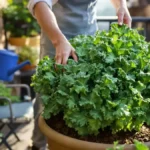 Featured image placeholder 16:9